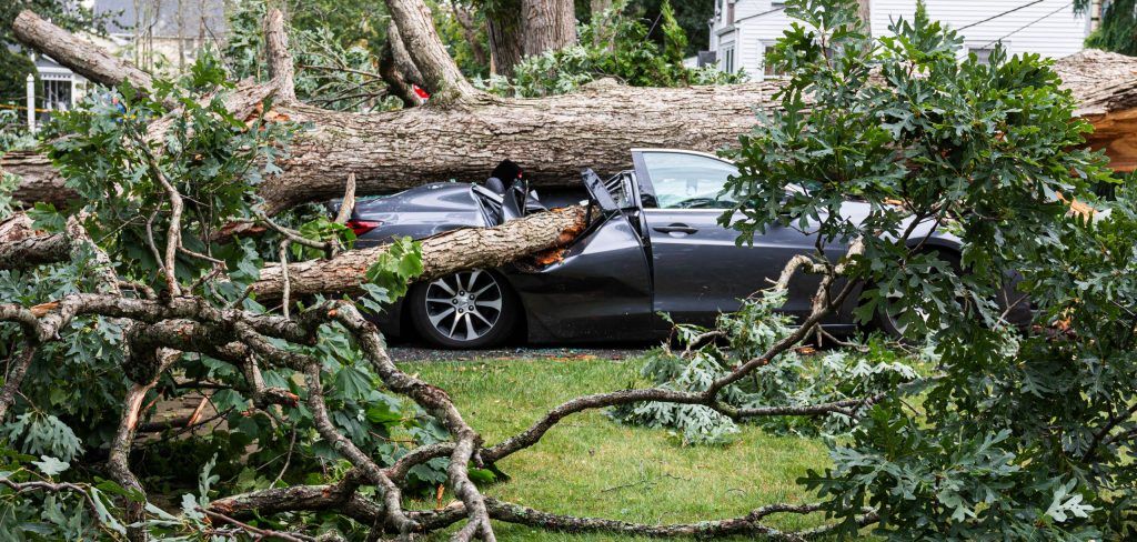 Tree fallen on car during storm